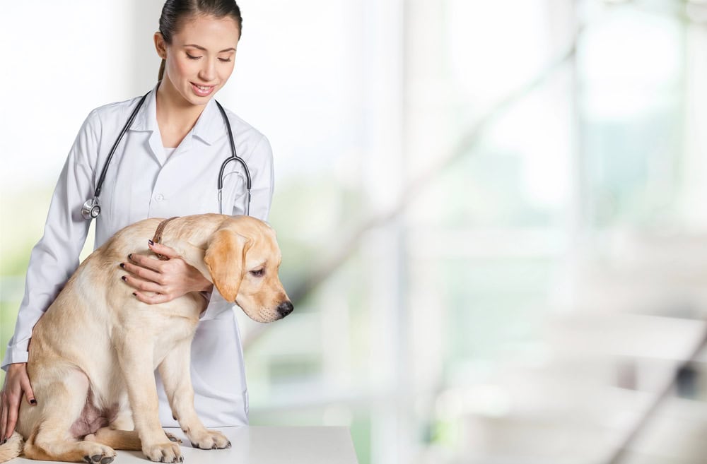 Female doctor with dog patient
