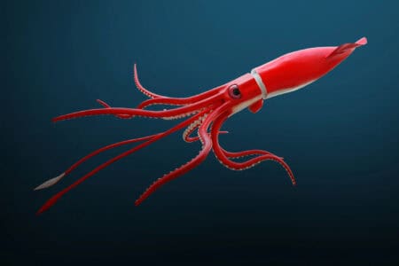 Could Giant Squids Be Getting Bolder?