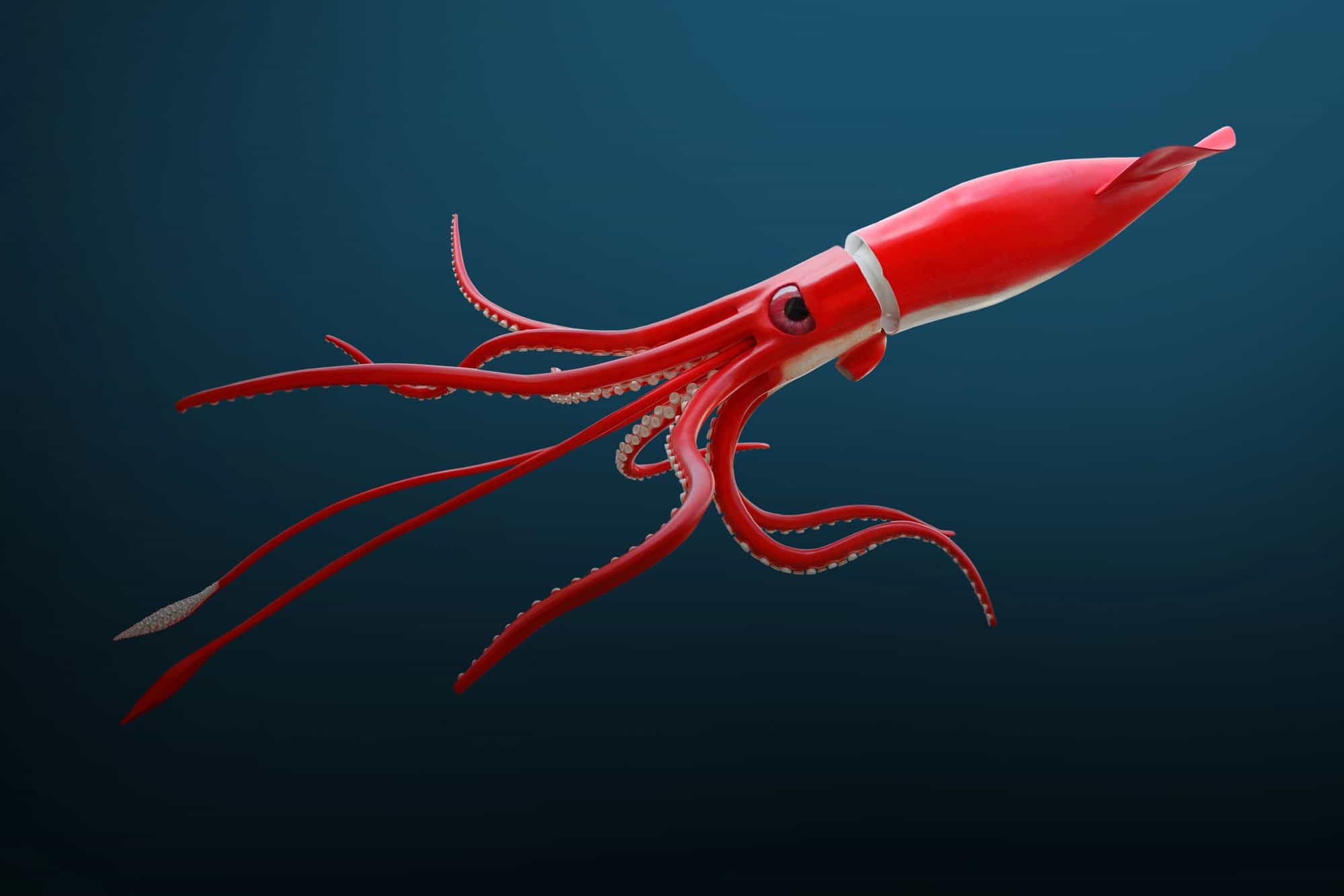 Der Riesenkalmar - Architeuthis