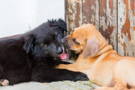 How to Tell If Your Dog Is Happy&mdash;14 Signs