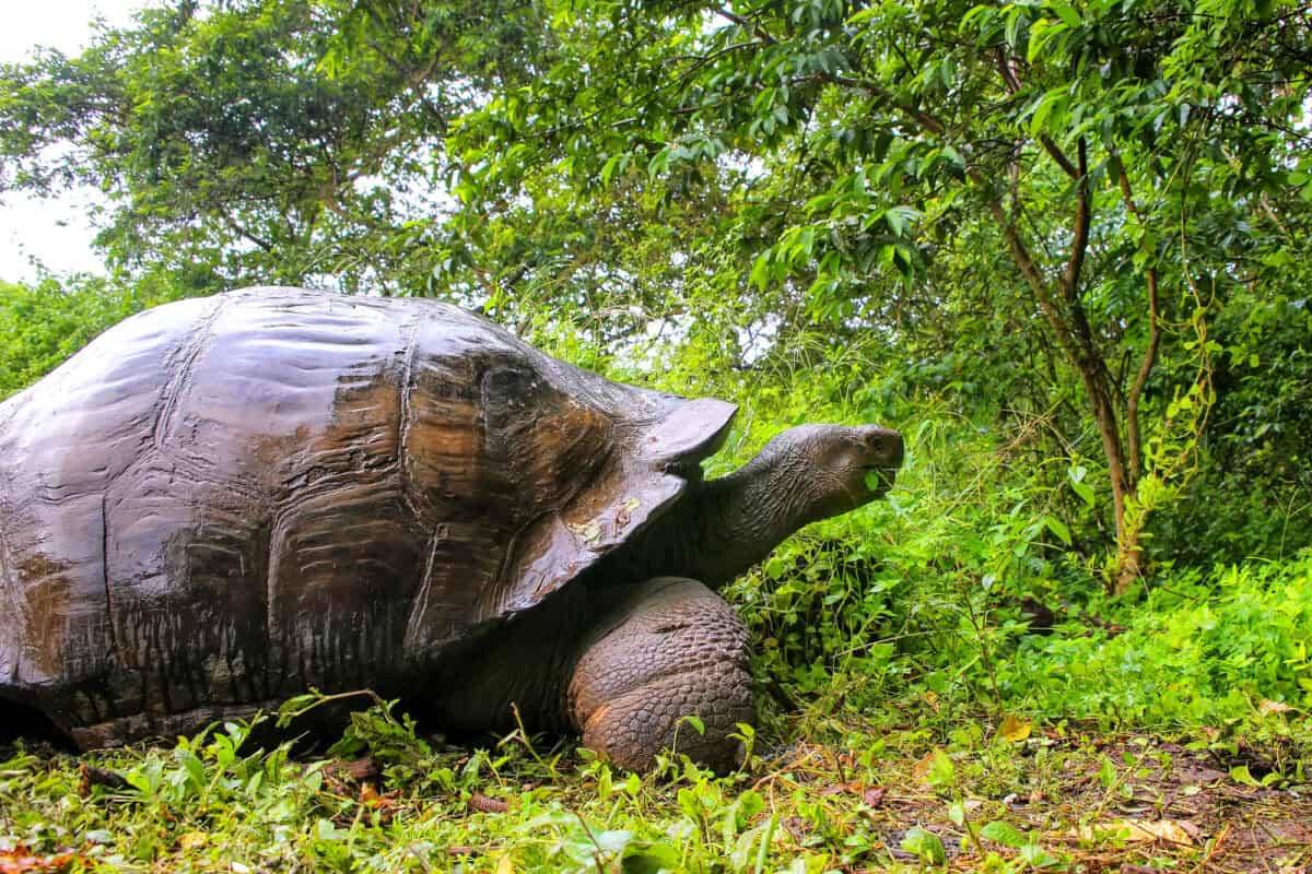 Giant tortoise
