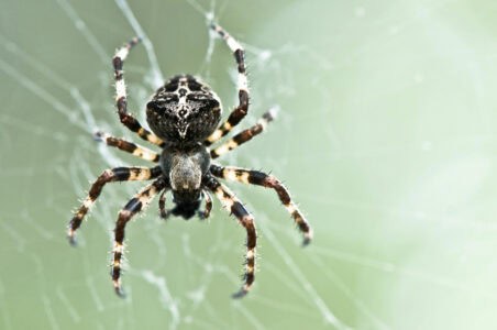 12 Benefits of Spiders You Didn’t Know About