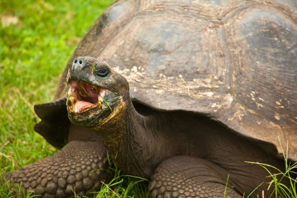 Giant tortoise
