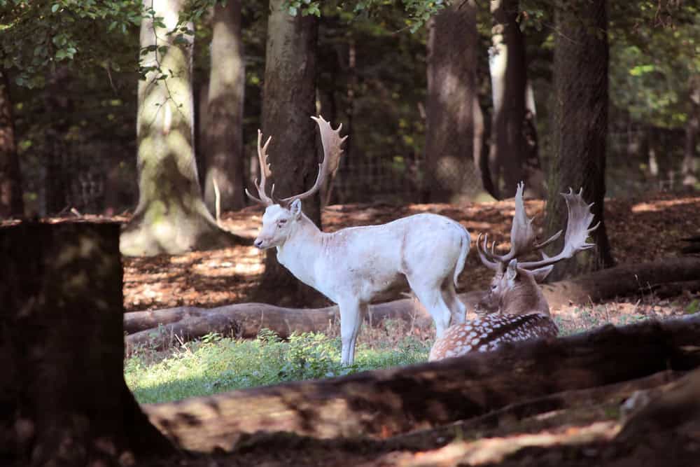 White Deer 