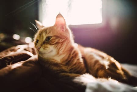 13 Common Myths About Cat Behavior Debunked by Science
