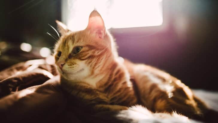 13 Common Myths About Cat Behavior Debunked by Science