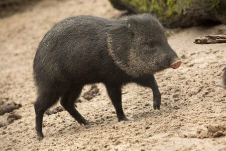 The Fastest Land Animals in the US