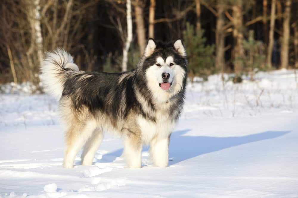 Alaskan Malamute dog in snow.