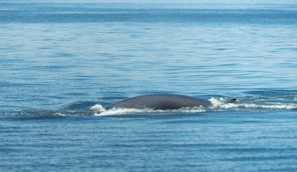 Blue whale.