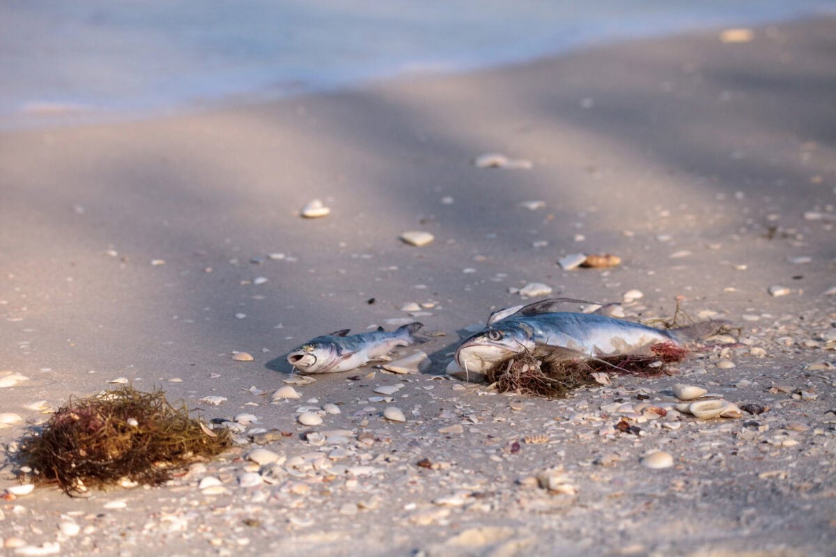 red tide