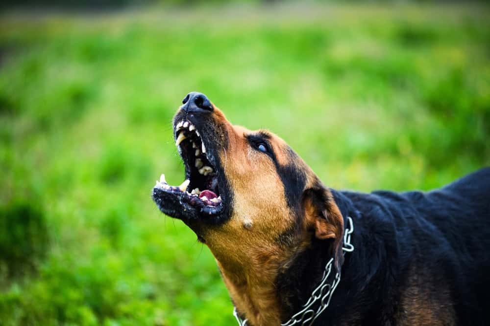 Ferocious dog.