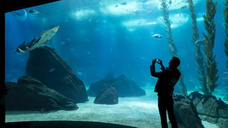 Why No US Aquarium Has Ever Kept a Great White Shark