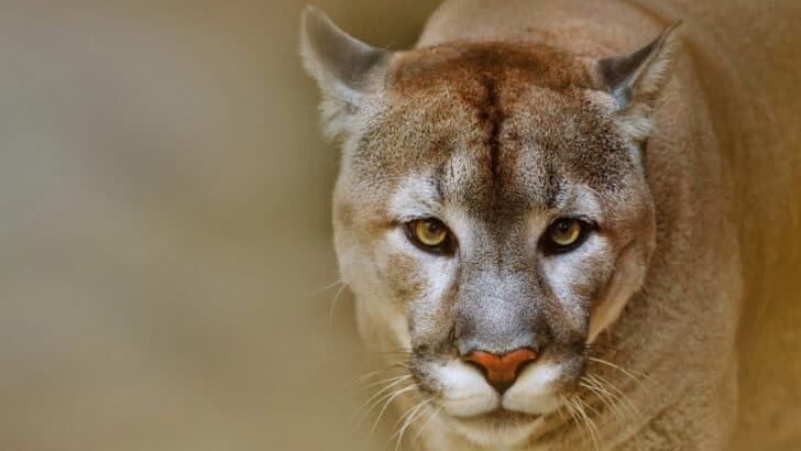 The Most Elusive Mountain Lions Roaming the California Wilderness