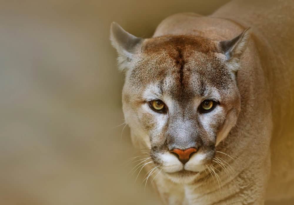 Cougar or puma is looking at camer