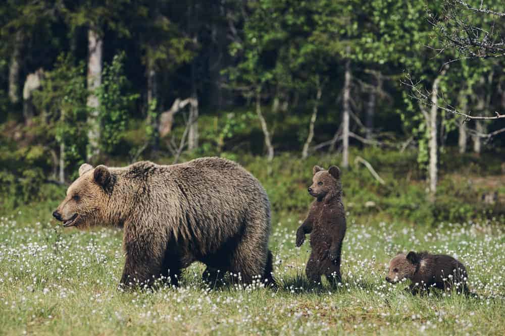 Bear