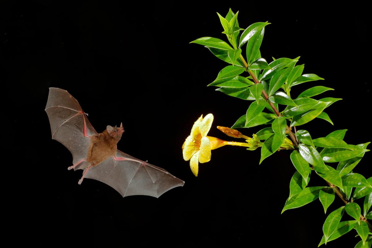 brown bat