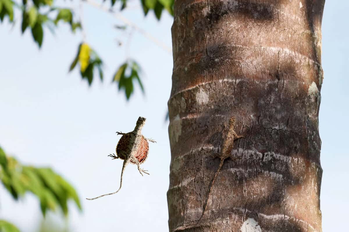Draco Lizard
