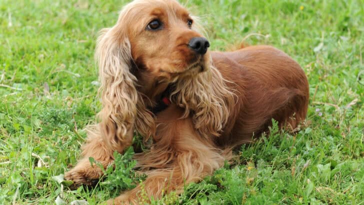 The 12 Most Playful Dog Breeds That Love Games