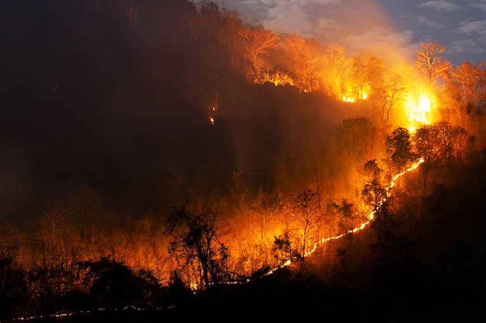 Forest fire