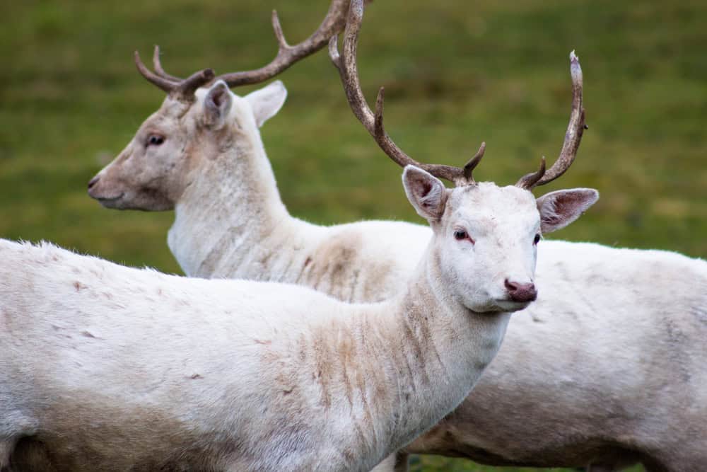 Two young white deer stand behind each other.