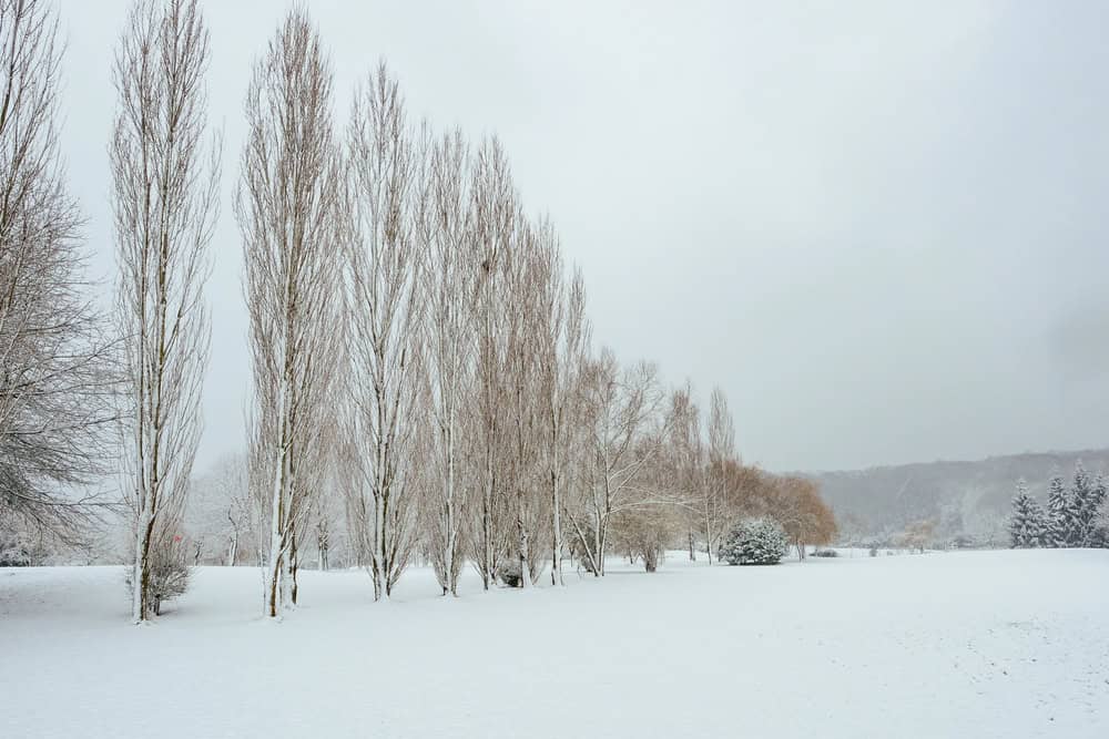 Park, edge of snowy forest