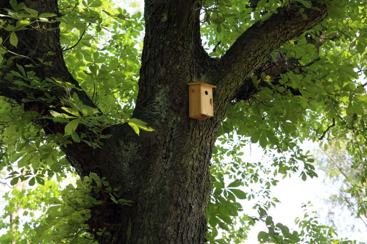 Bat house