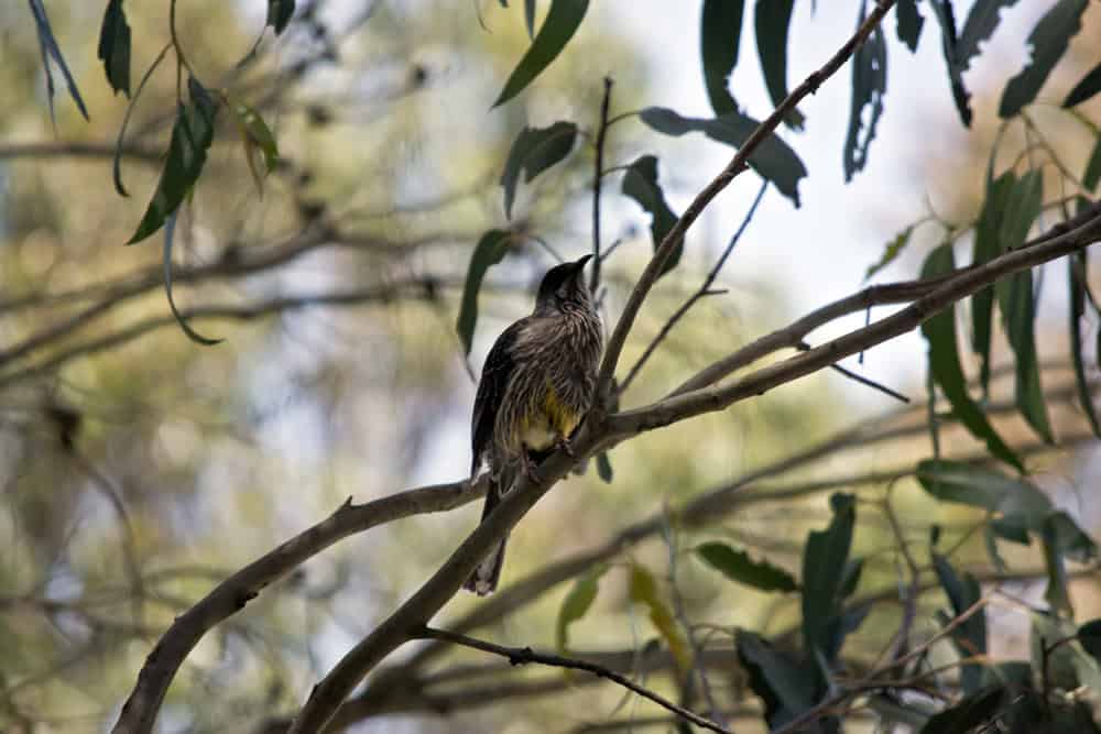 Regent Honeyeater