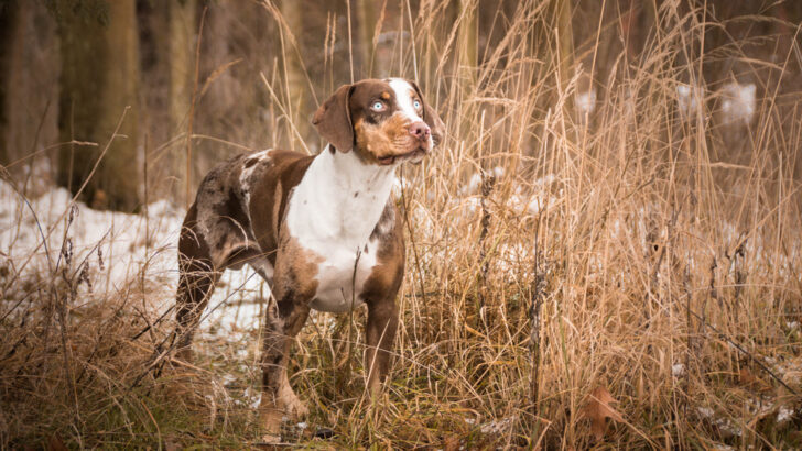 25 Dogs Known for Their Courage in Wild Situations