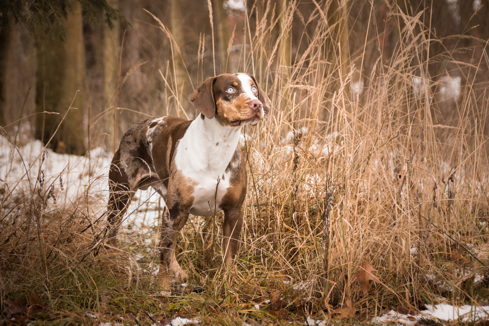 Catahoula Leopard Dog