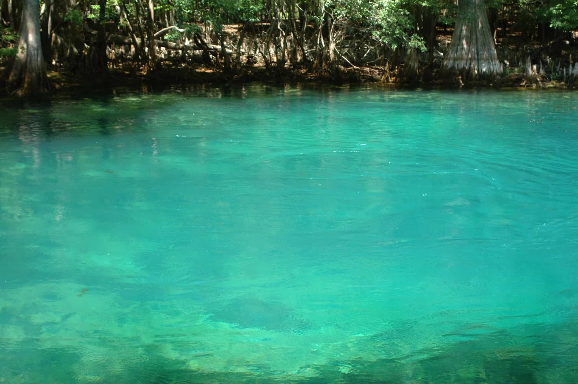 The Manatee Springs System