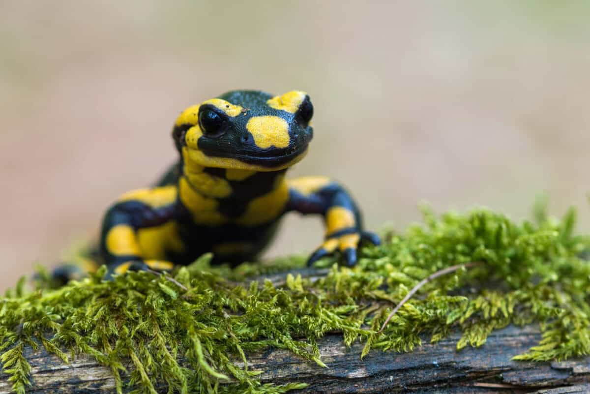 Salamander