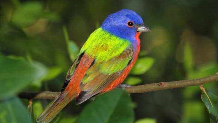 Top 10 Animals and Wildlife in Mississippi