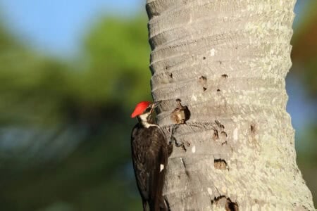 12 U.S. Birds That Are Threatened by Climate Change