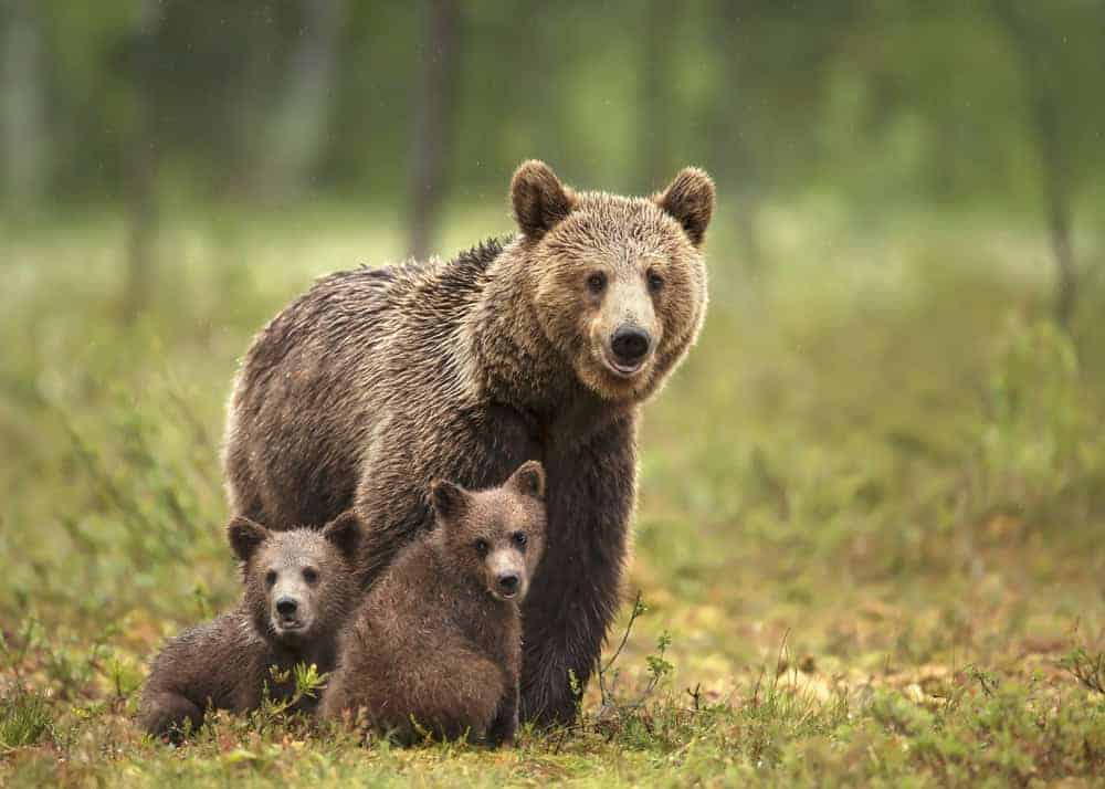 Eurasian brown bear and cubs