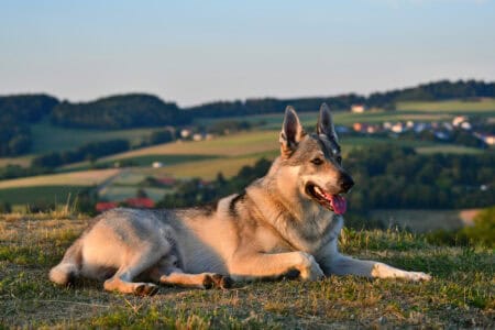 15 Times Rescue Animals Proved They Are the Best Companions