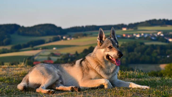 15 Times Rescue Animals Proved They Are the Best Companions