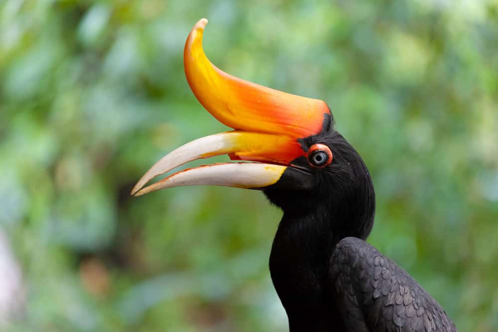 Black Rhinoceros Hornbill