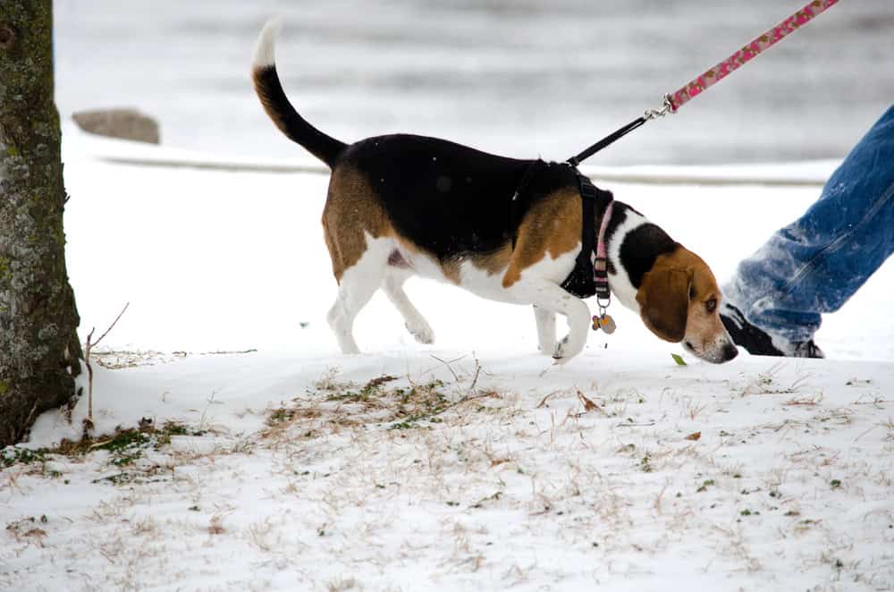 Dog walking in snow. 