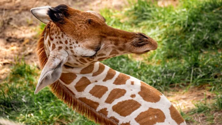 10 Animals That Can Sleep in the Most Unbelievable Ways