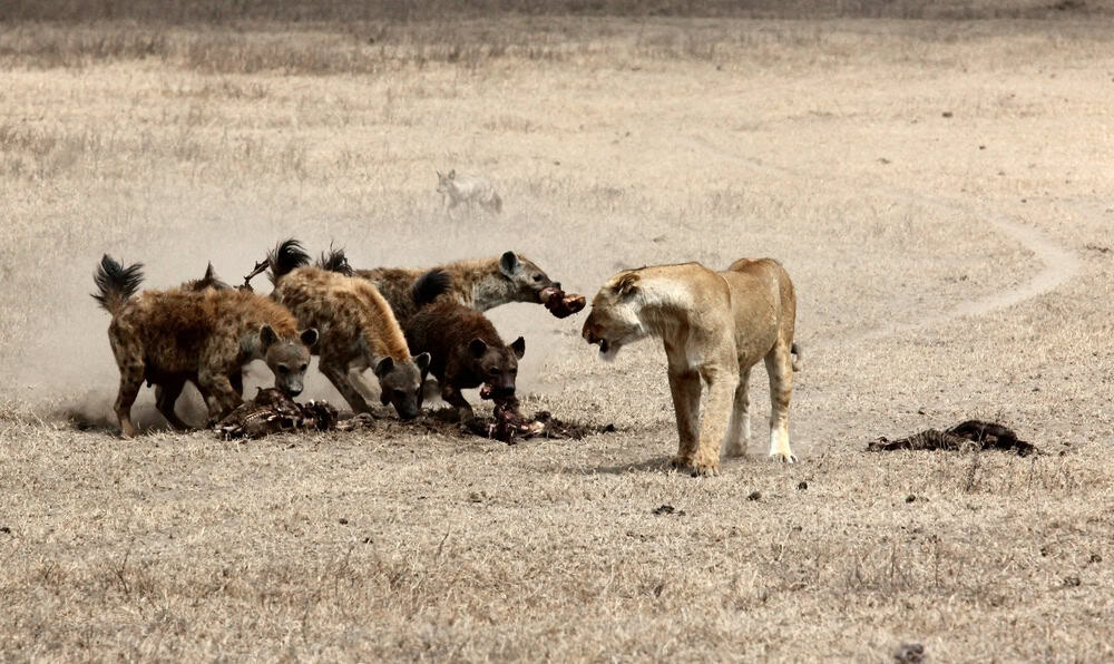 Wide shot of a lion and hyenas in a field