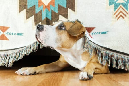 12 Subtle Signs That Your Dog Is Anxious