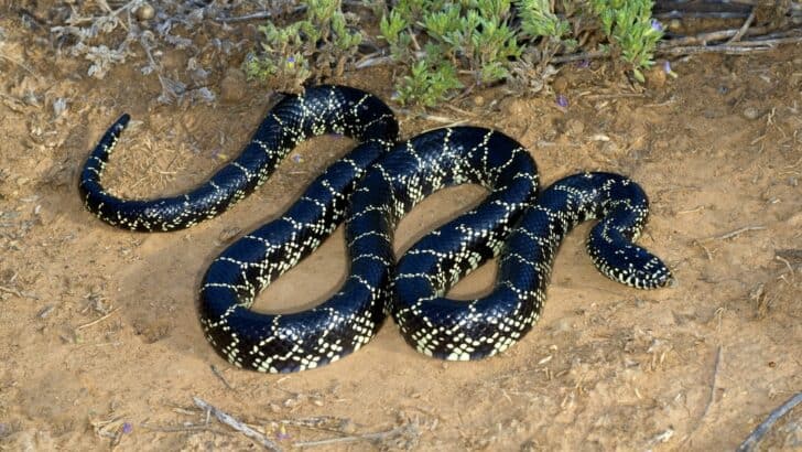 12 Most Snake-Infested National Parks in America