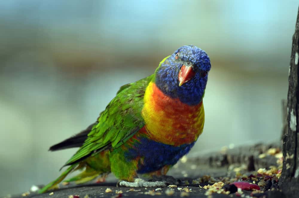 Rimatara Lorikeet