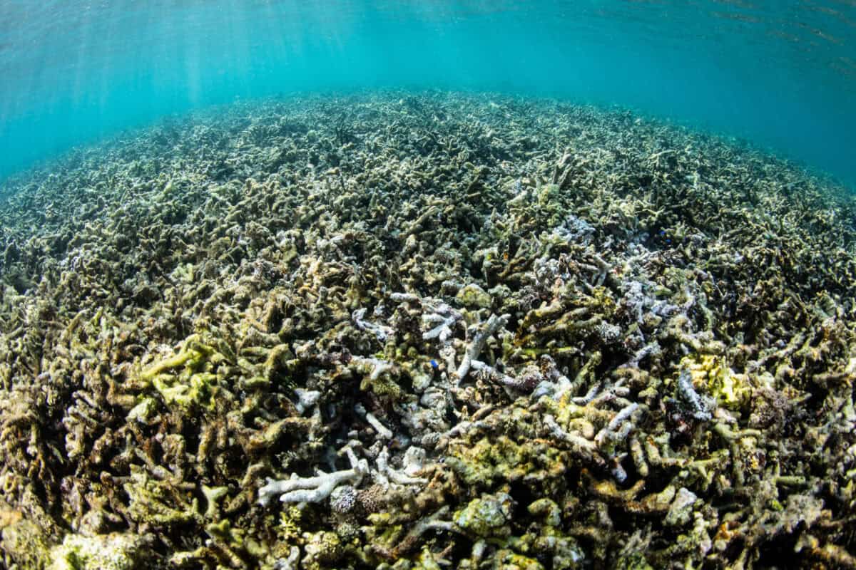 Coral bleaching.