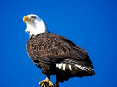 The Bald Eagle’s Comeback and What It Teaches Us About Hope