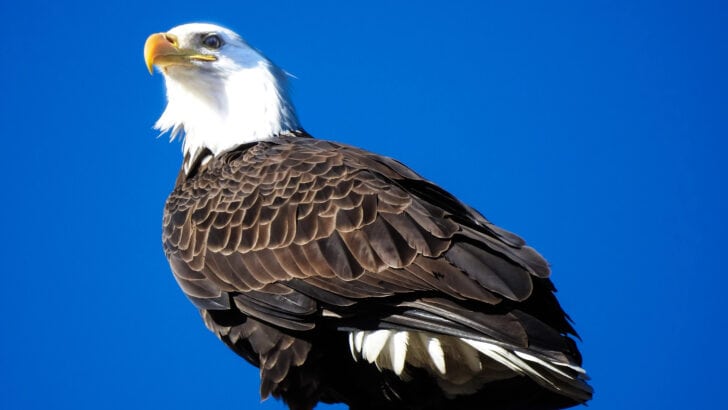 The Bald Eagle’s Comeback and What It Teaches Us About Hope