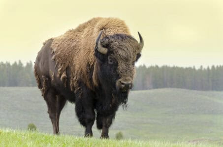 Best National Parks for Seeing Bison, Bears, and Wolves in the Wild