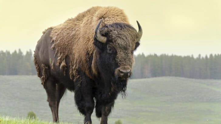 Best National Parks for Seeing Bison, Bears, and Wolves in the Wild