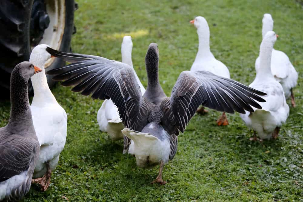 A flock of domestic white geese walk across a rural poultry yard