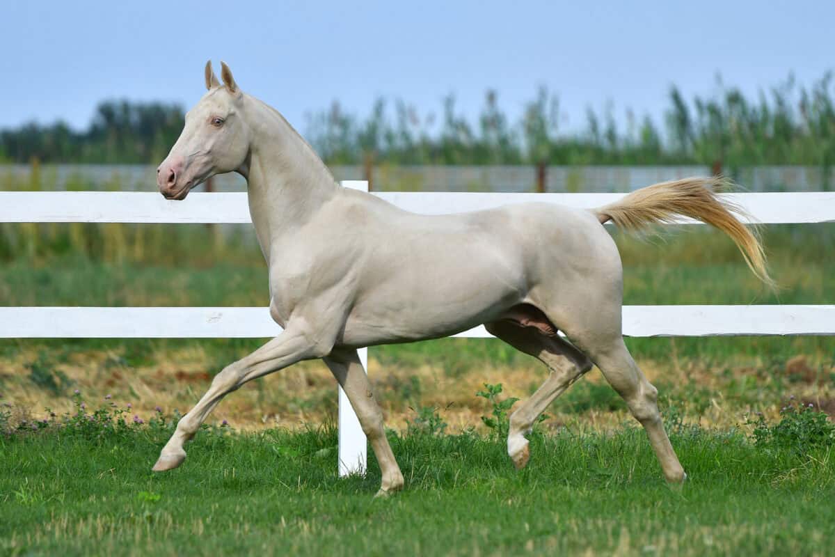 Perlino Horse Pattern